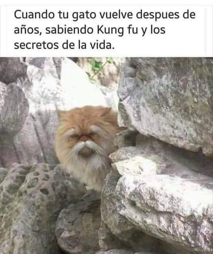 Cuando tu gato vuelve después de años, sabiendo Kung fu y los secretos de la vida.