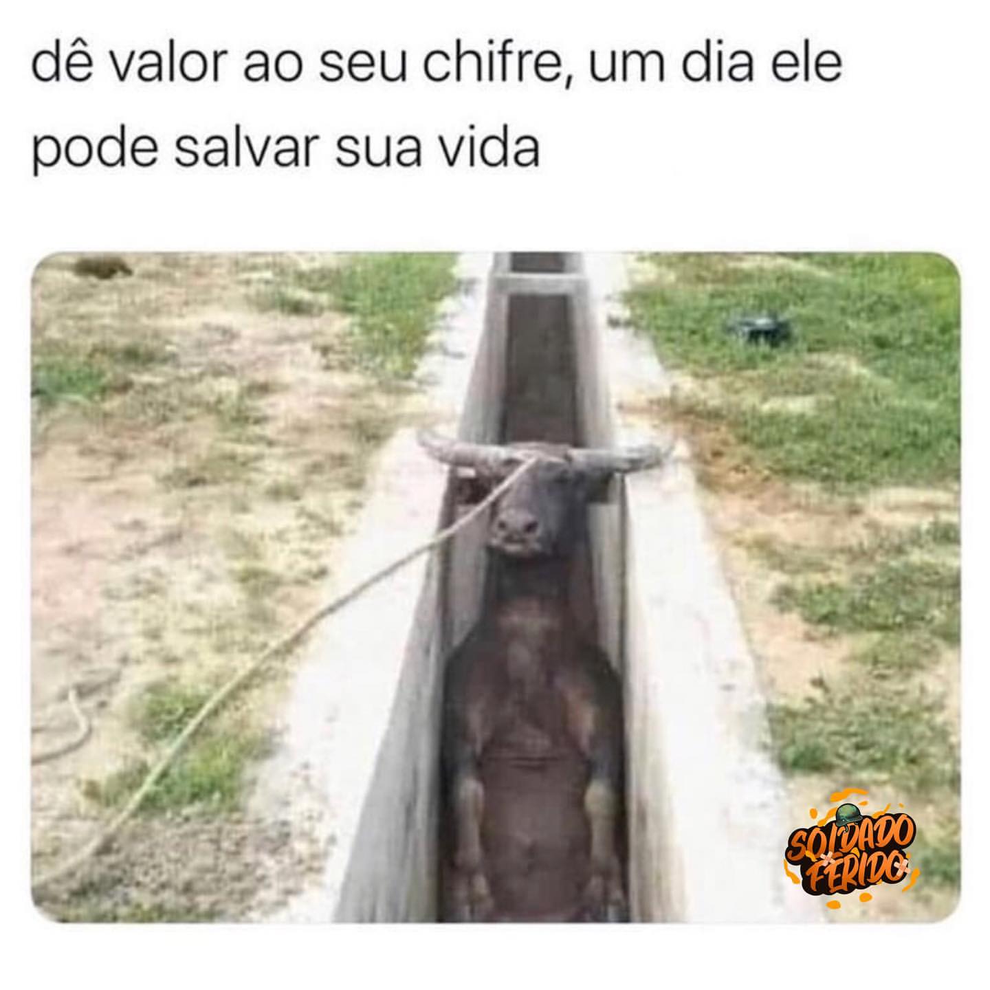 Dê valor ao seu chifre, um dia ele pode salvar sua vida.