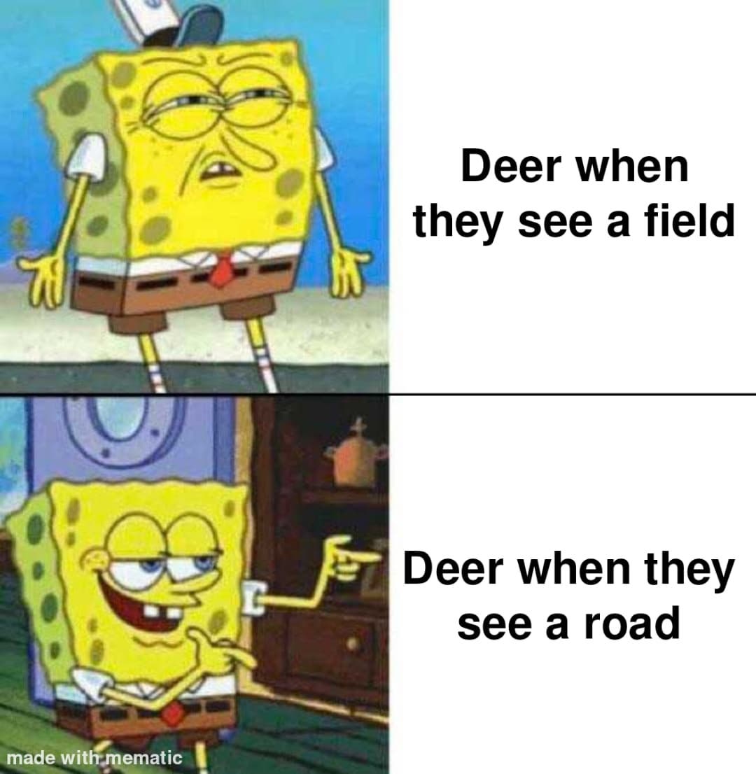 Deer when they see a field. Deer when they see a road.