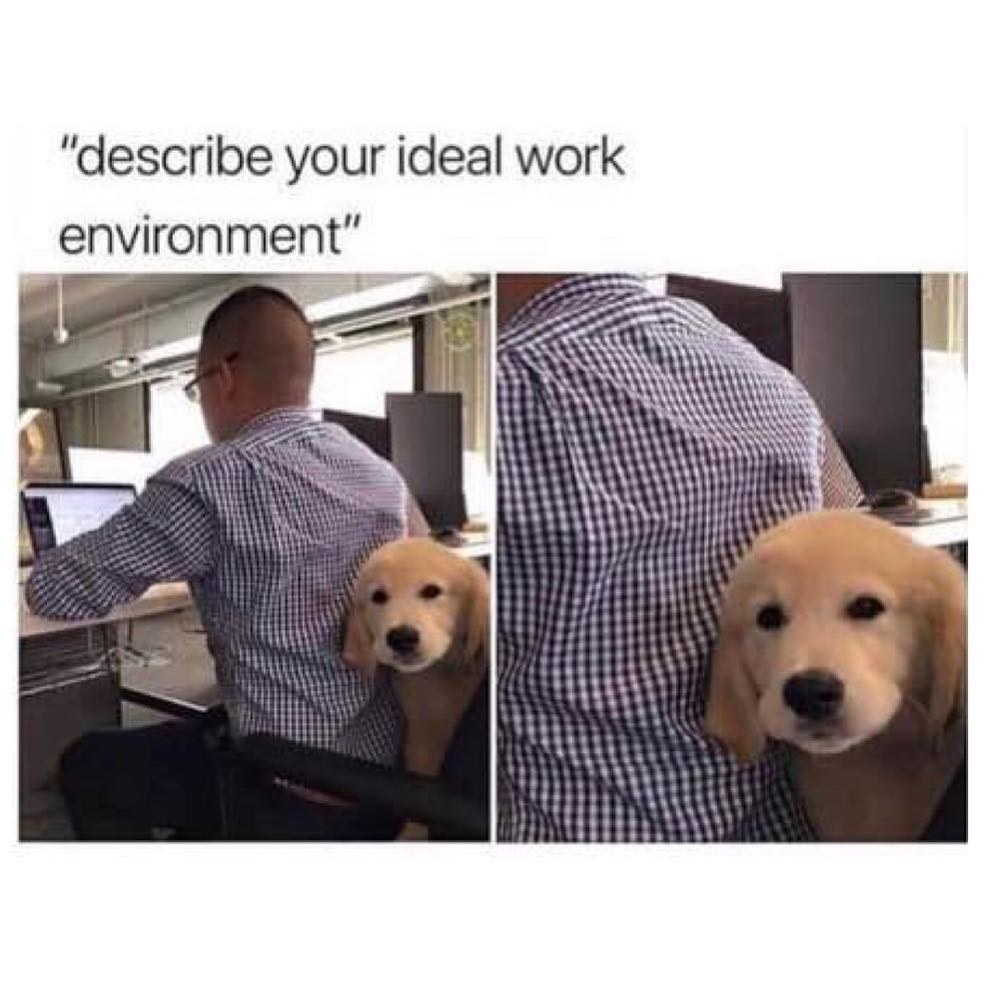 Describe Your Ideal Work Environment Funny