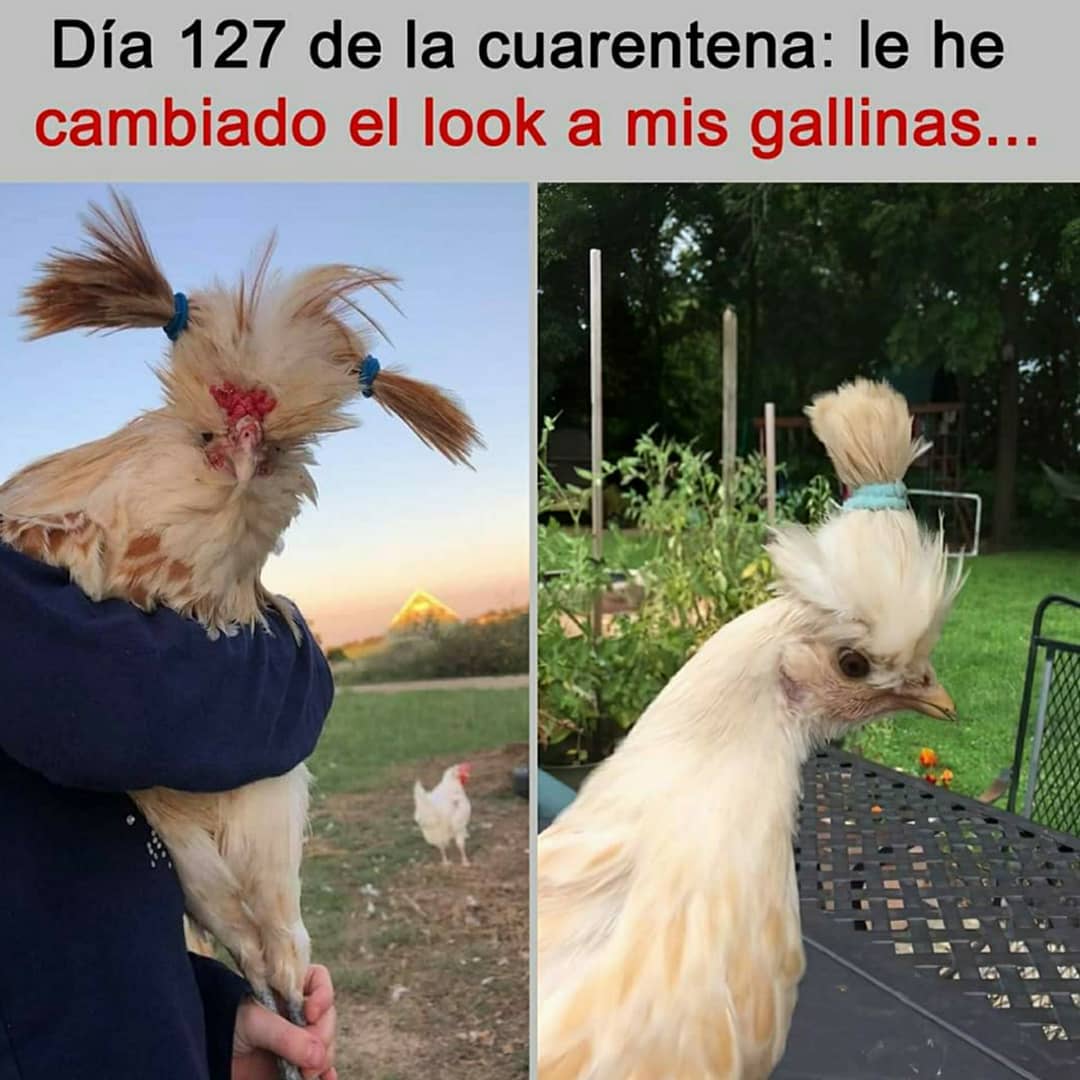 Día 127 de la cuarentena: Le he cambiado el look a mis gallinas...