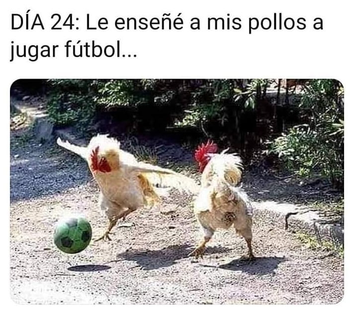 DíA 24: Le enseñé a mis pollos a jugar fútbol.