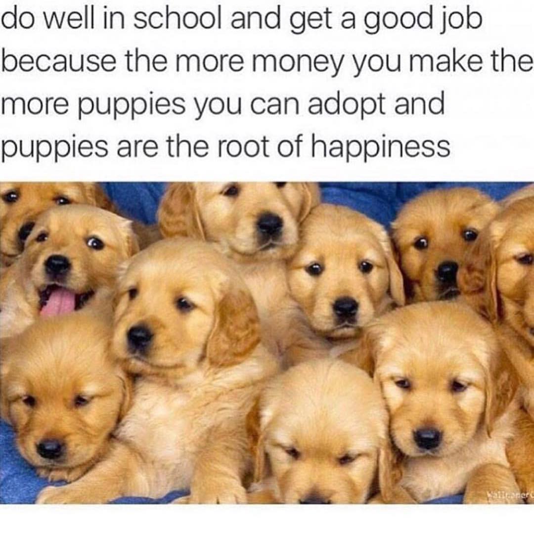 Do well in school and get a good job because the more money you make the more puppies you can adopt and puppies are the root of happiness.