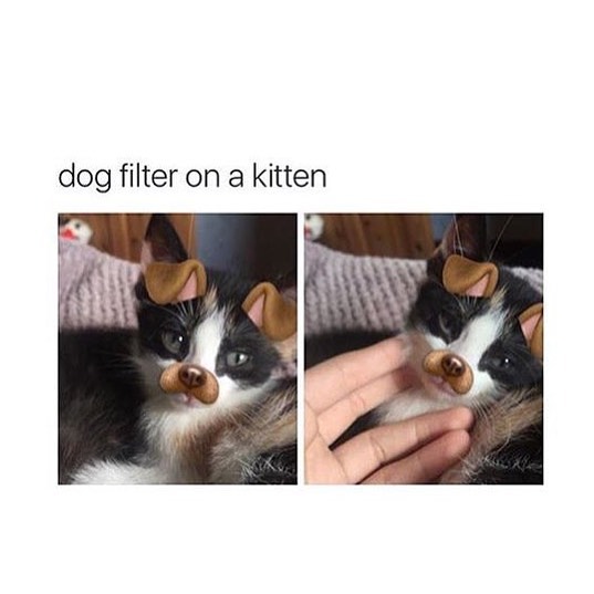 Dog filter on a kitten.