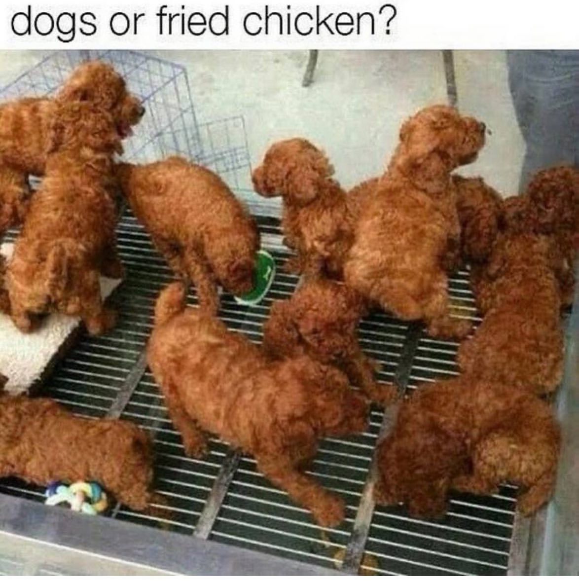 Dog or fried chicken?