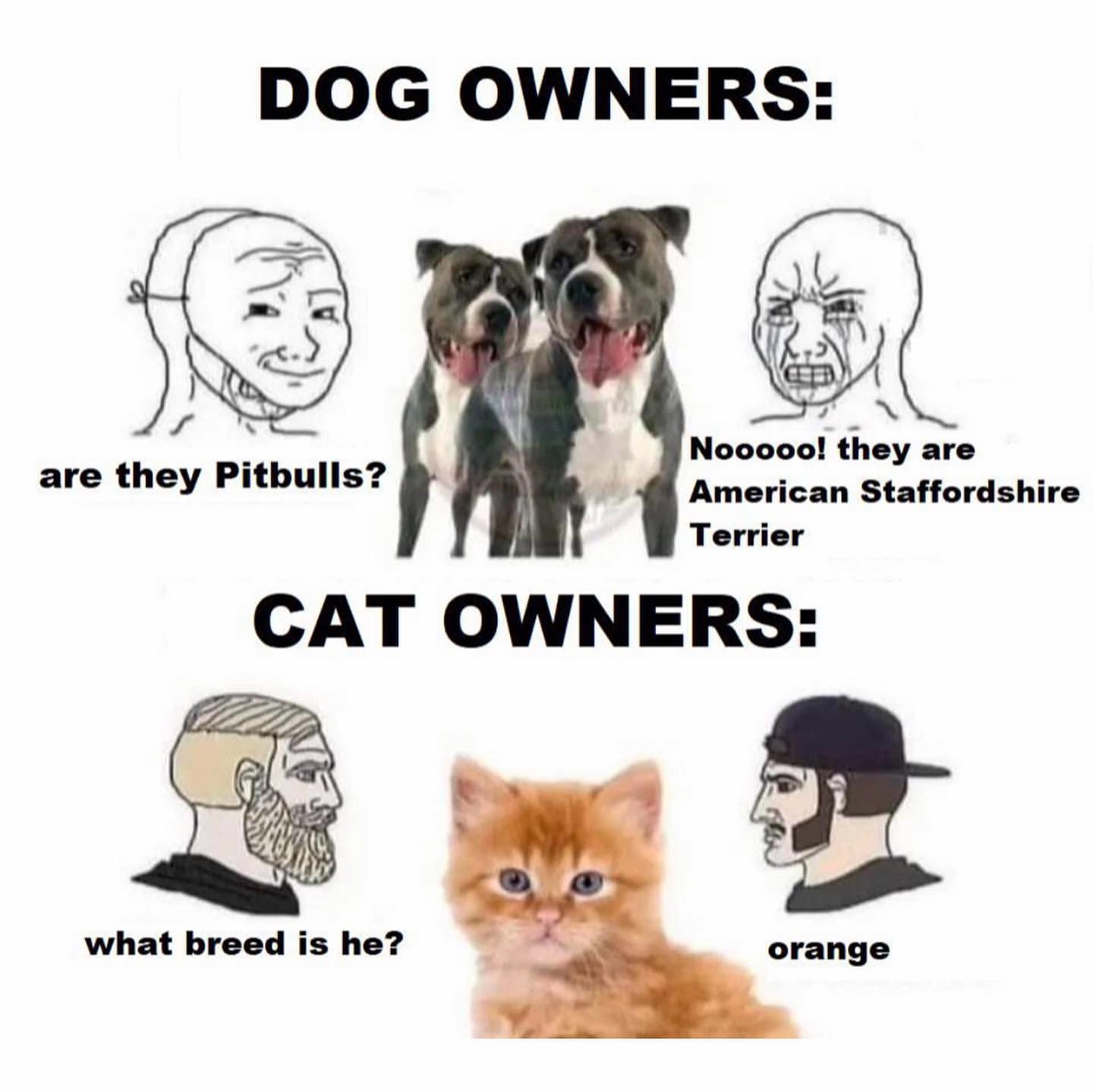 Dog owners: Are they Pitbulls? Nooooo! they are American Staffordshire Terrier. Cat owners: What bread is he? Orange.