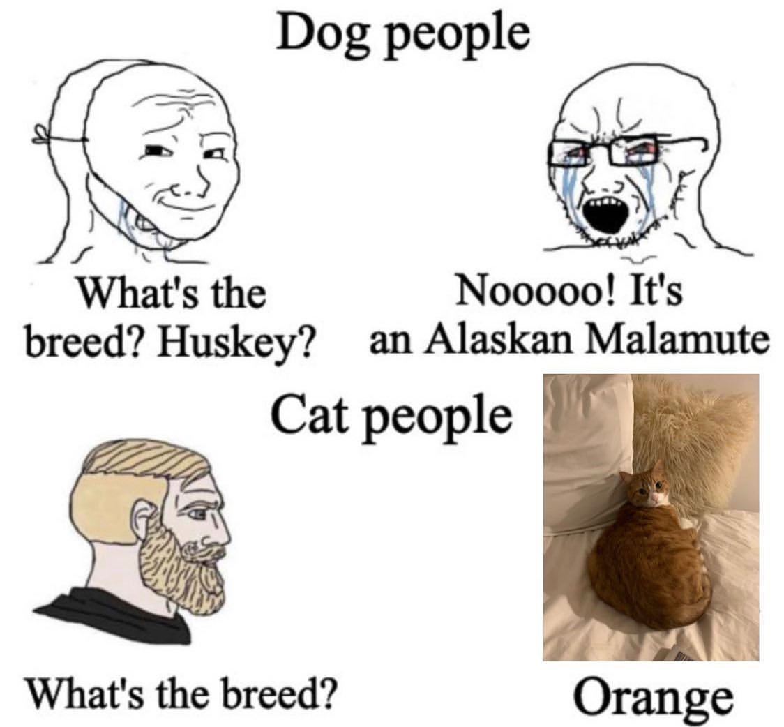 Dog people: What's the breed? Huskey? Nooooo! It's an Alaskan Malamute. Cat people: What's the breed? Orange.