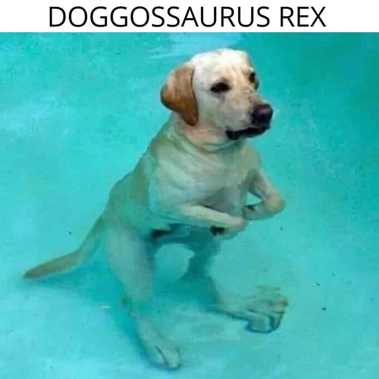 Doggossaurus Rex.