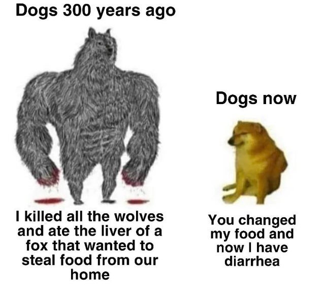 Dogs 300 years ago: I killed all the wolves and ate the liver of a fox that wanted to steal food from our home. Dogs now: You changed my food and now I have diarrhea.