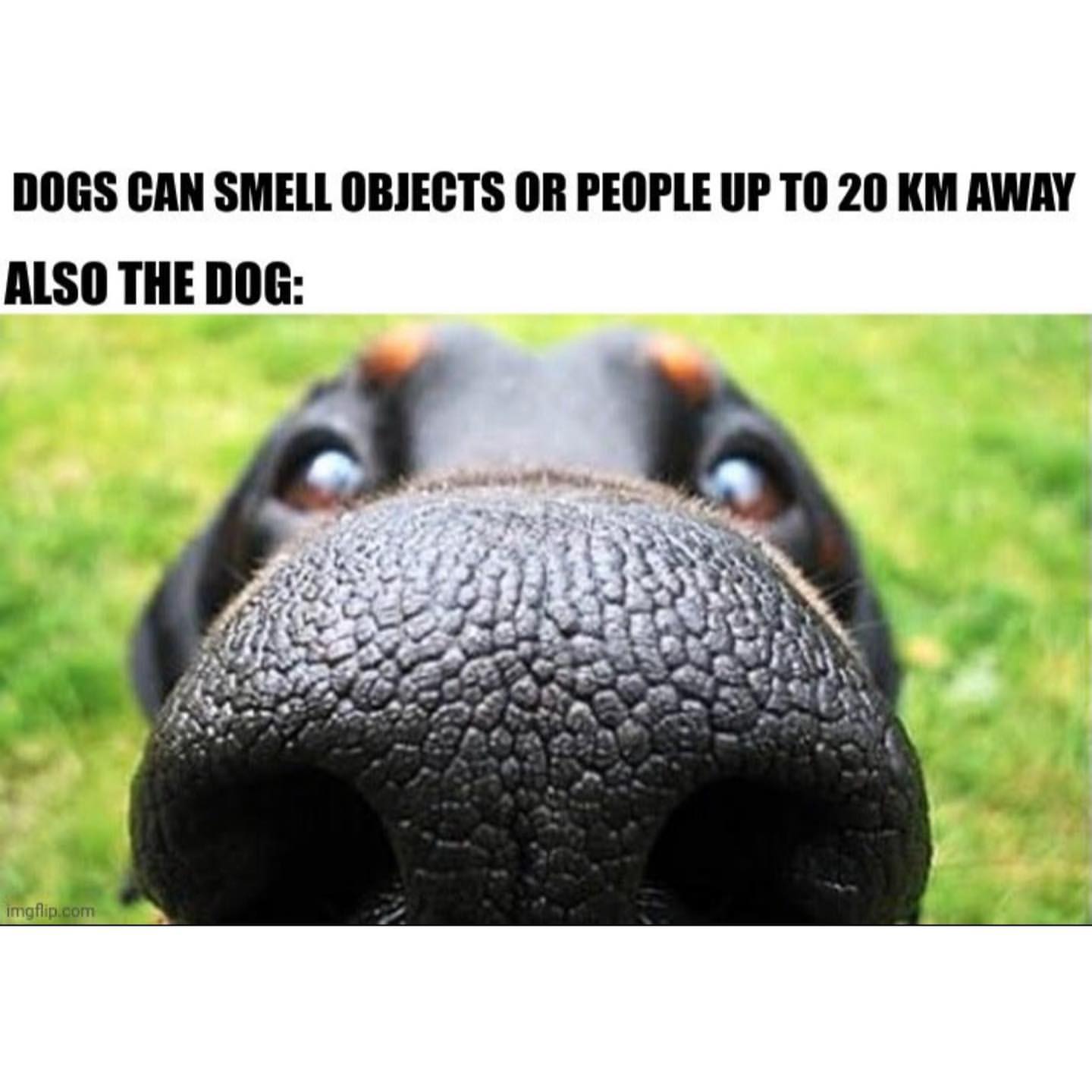 Dogs can smell objects or people up to 20 km away. Also the dog: