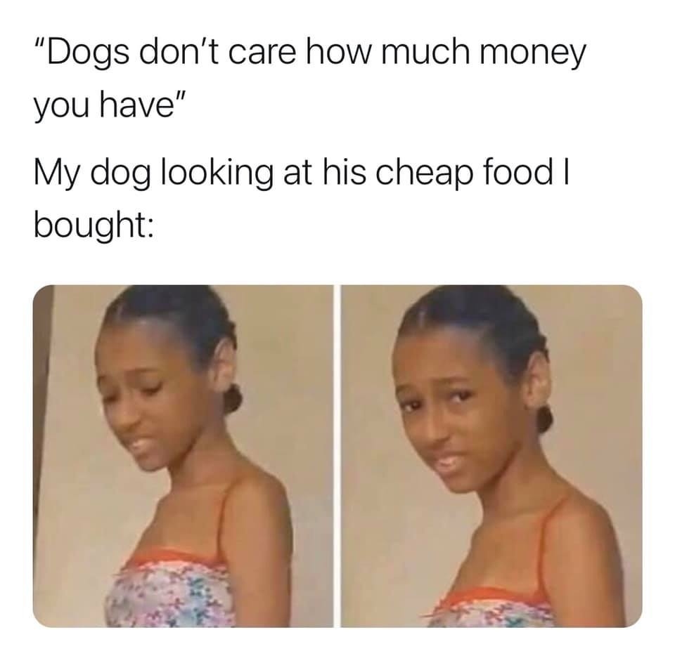 "Dogs don't care how much money you have" My dog looking at his cheap food I bought: