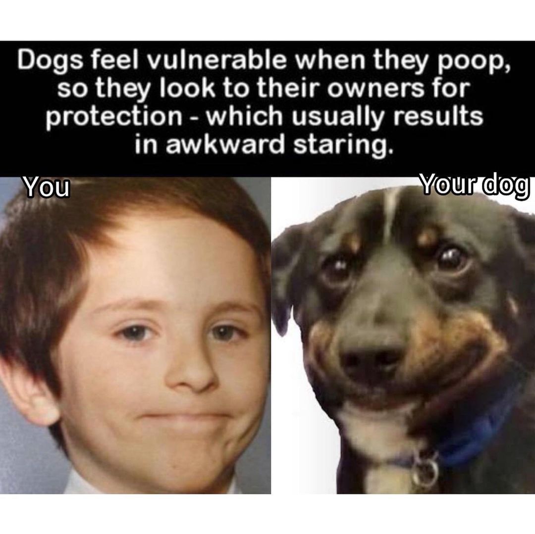 Dogs feel vulnerable when they poop, so they look to their owners for protection - which usually results in awkward staring.  You. Your dog.