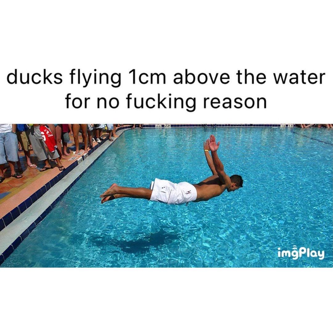 Ducks flying 1cm above the water for no fucking reason.