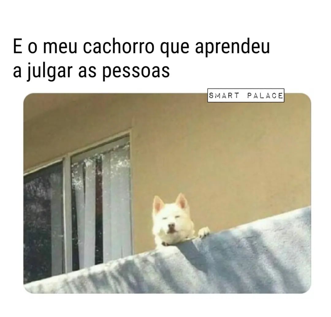 E o meu cachorro que aprendeu a julgar as pessoas.