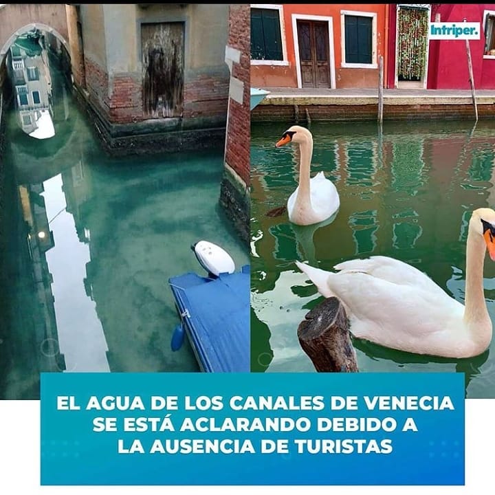 El agua de los canales de Venecia se está aclarando debido a la ausencia de turistas.