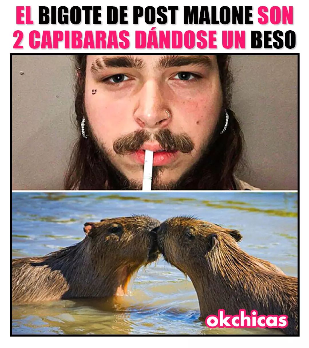 El bigote de post malone son 2 capibarras dándose un beso.