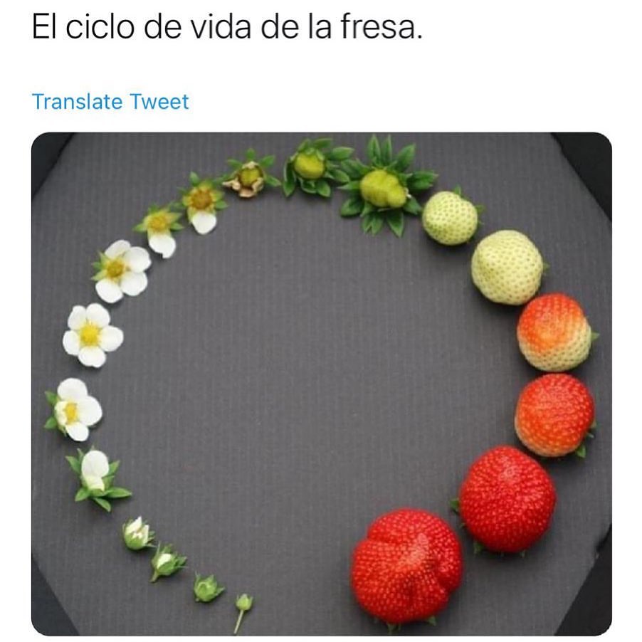 El ciclo de vida de la fresa.