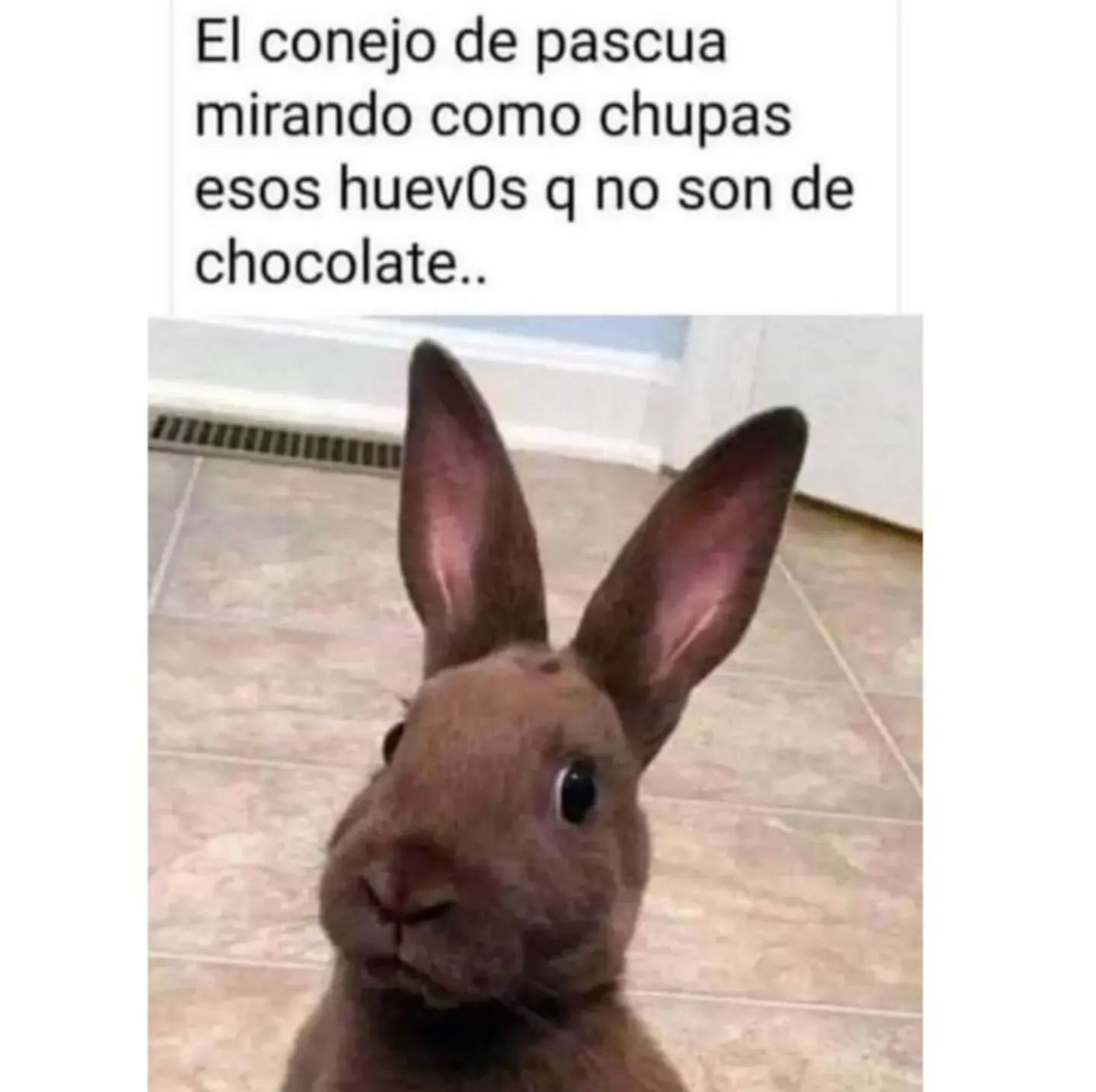 El conejo de pascua mirando como chupas esos huevos q no son de chocolate...