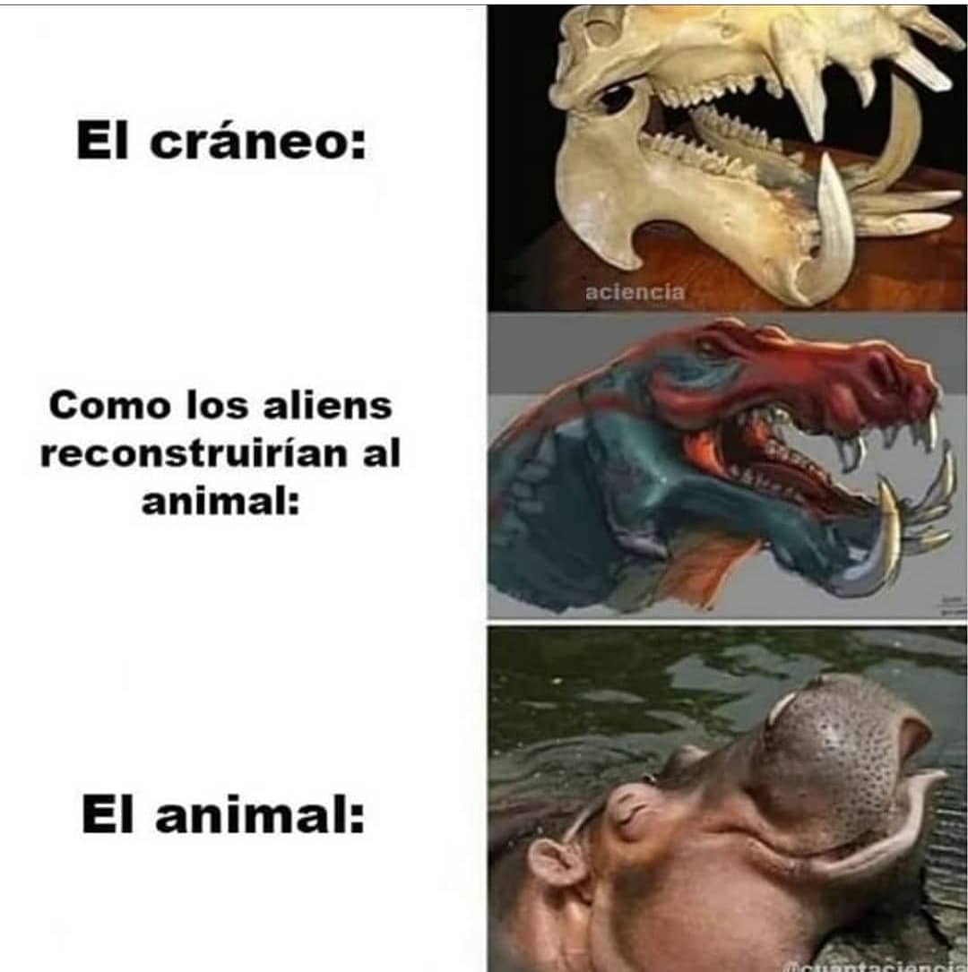 El cráneo:  Como los aliens reconstruirían al animal:  El animal: