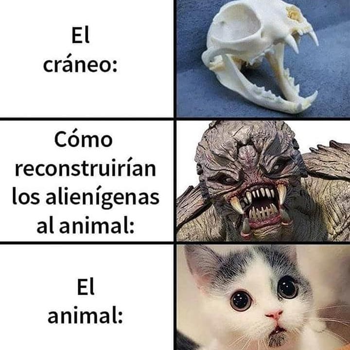 El cráneo:  Cómo reconstruirían los alienígenas al animal:  El animal: