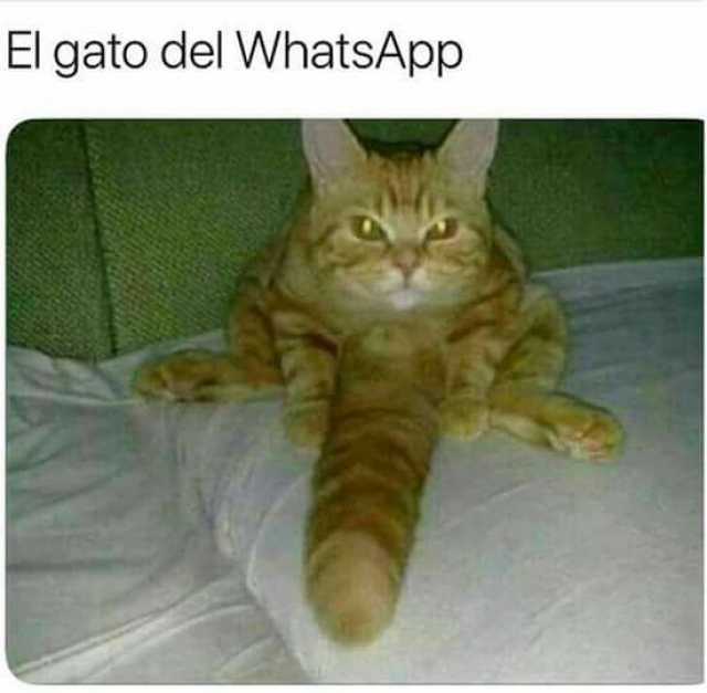 El gato del WhatsApp.