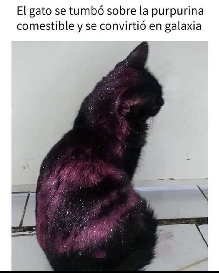 El gato se tumbó sobre la purpurina comestible y se convirtió en galaxia.