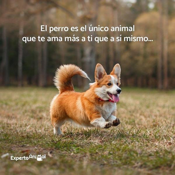 El perro es el único animal que te ama más a ti que a sí mismo...