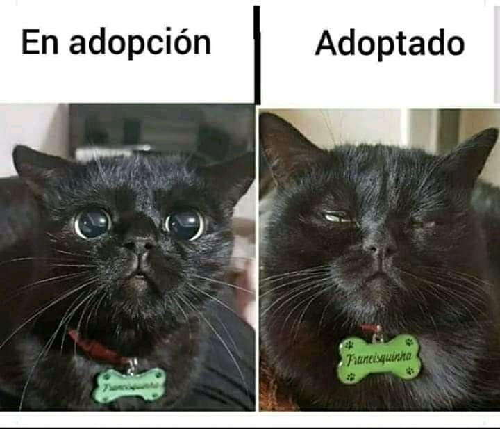 En adopción. Adoptado.