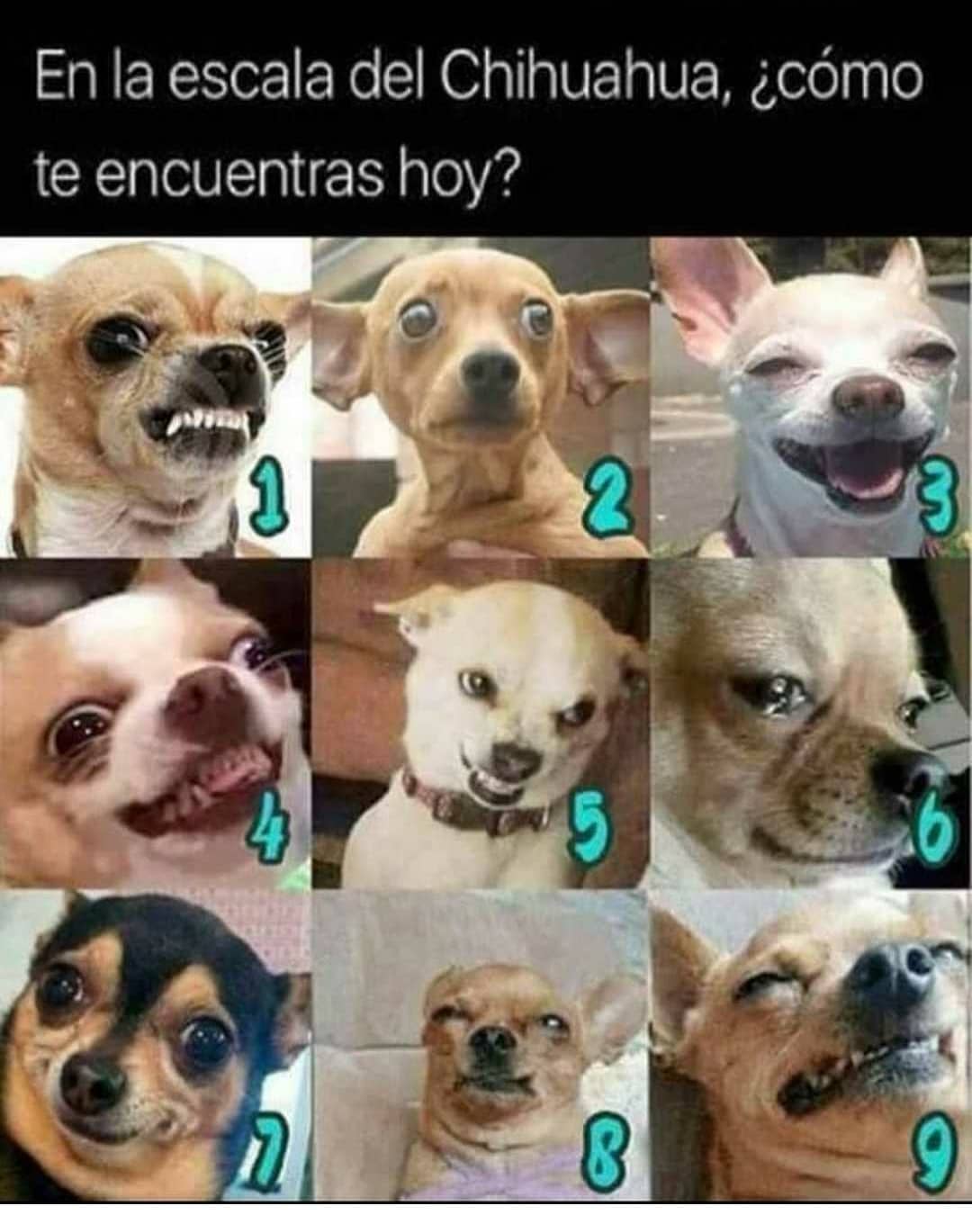 En la escala del Chihuahua cómo te encuentras hoy Memes