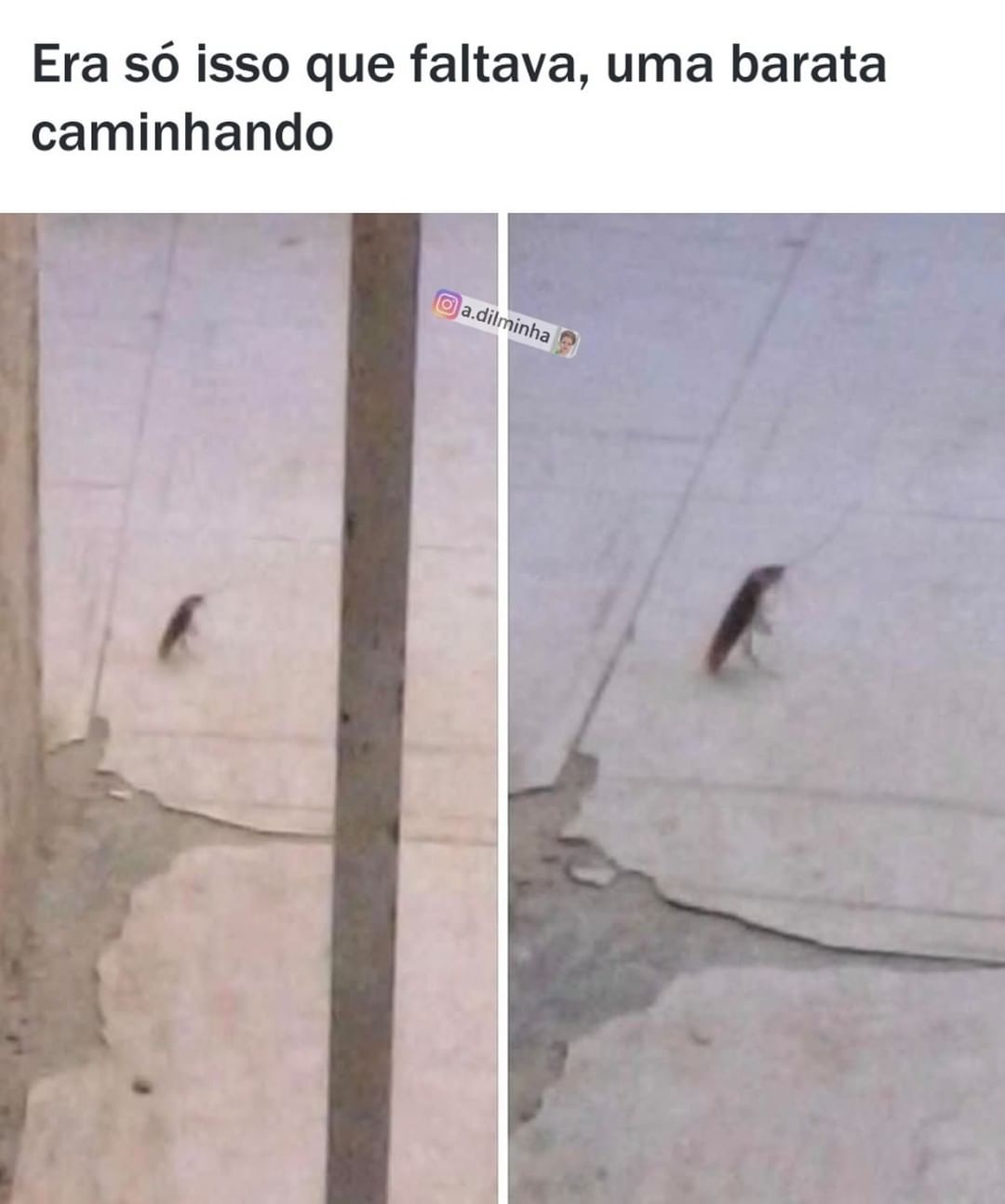 Era só isso que faltava, uma barata caminhando.