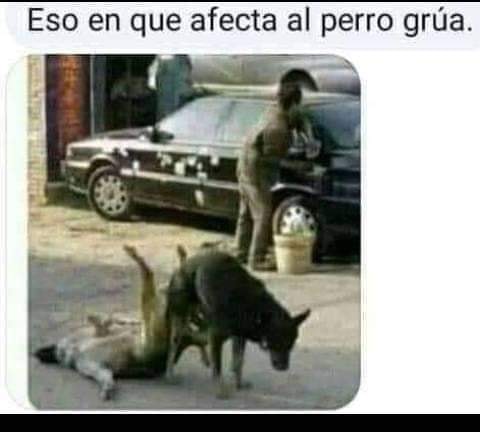 Eso en que afecta al perro grúa.