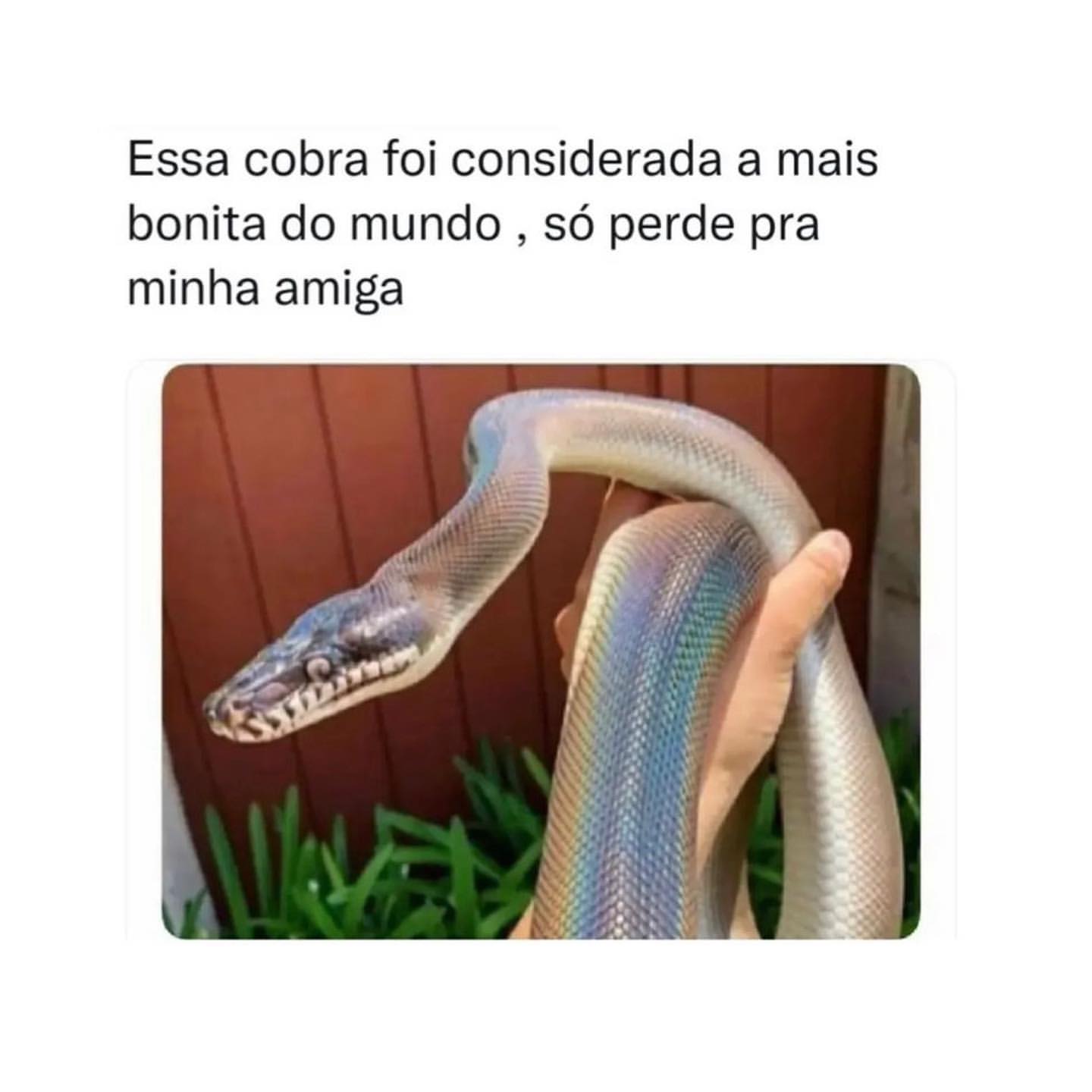 Essa cobra foi considerada a mais bonita do mundo, só perde pra minha amiga.