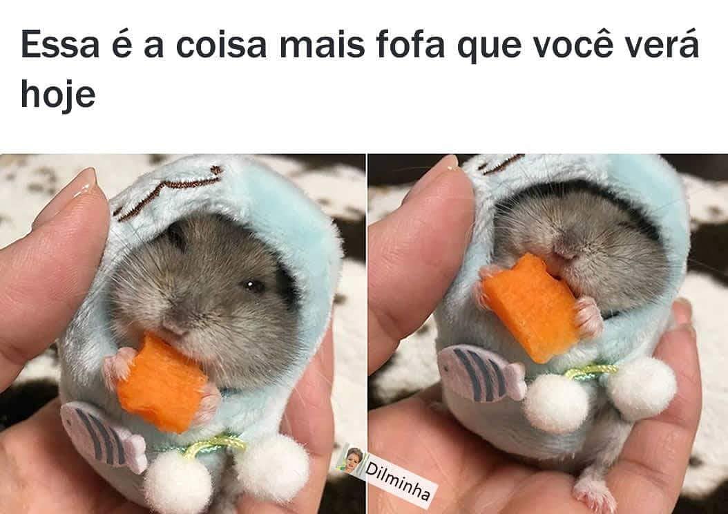 Essa é A Coisa Mais Fofa Que Você Verá Hoje Memes 