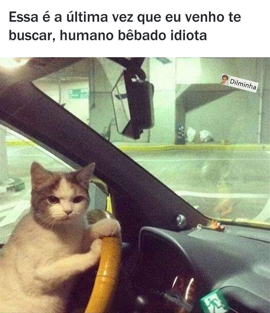 Essa é a última vez que eu venho te buscar, humano bêbado idiota.