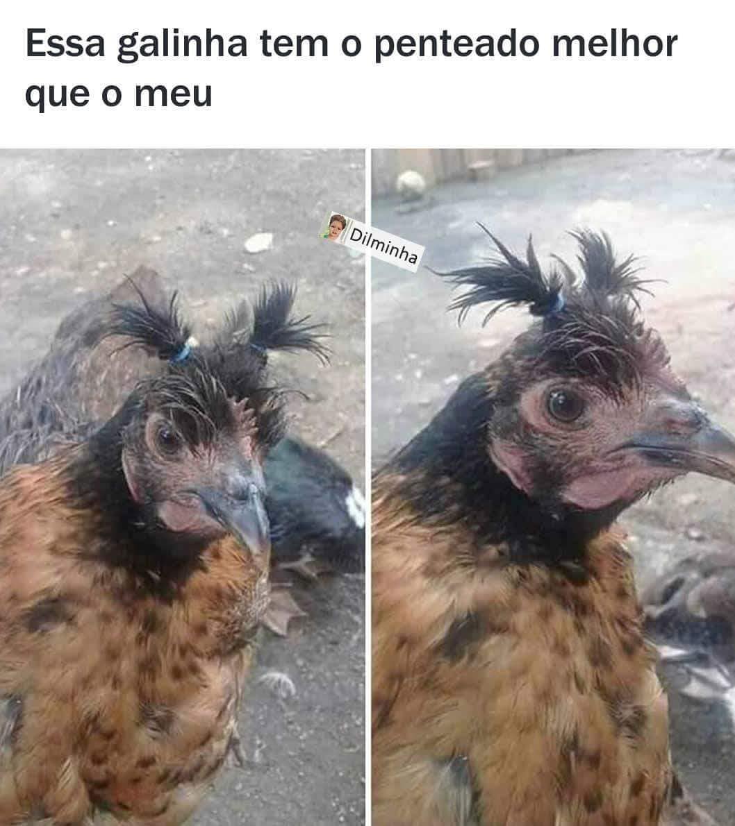 Essa galinha tem o penteado melhor que o meu.