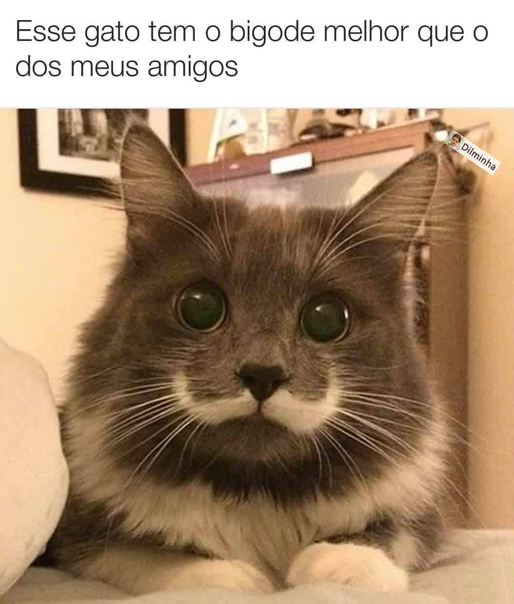 Esse gato tem o bigode melhor que o dos meus amigos.