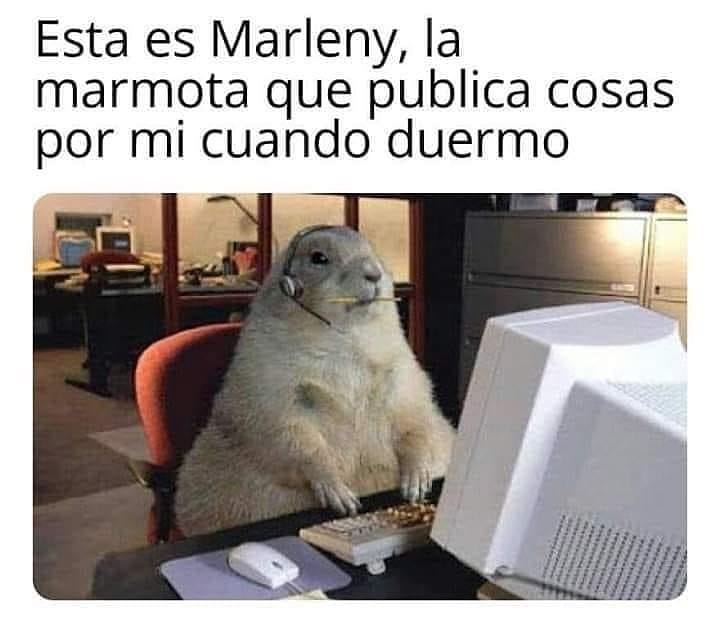 Esta es Marleny, la marmota que publica cosas por mi cuando duermo.