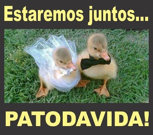 Estaremos juntos... Patodavida!