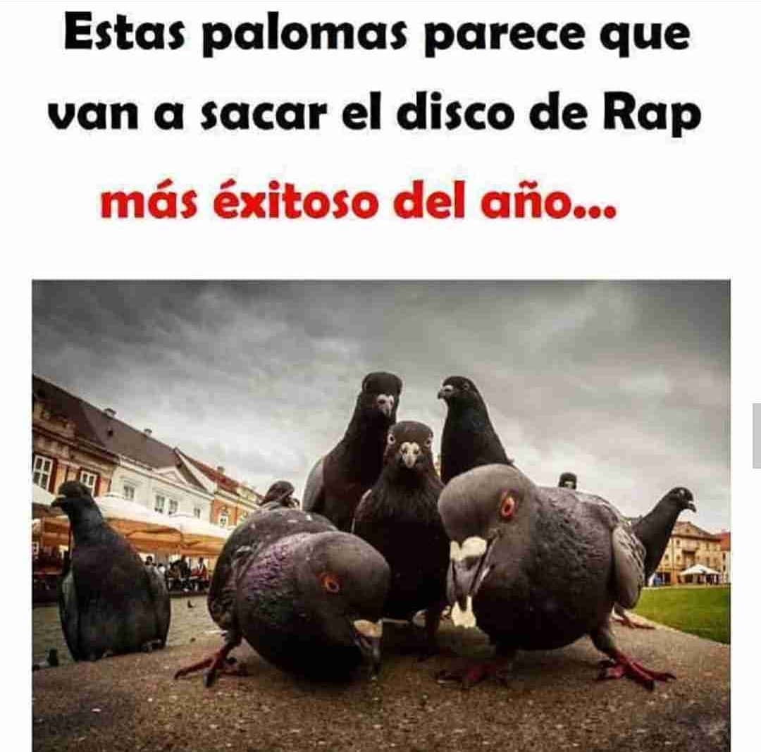 Estas palomas parece que van a sacar el disco de Rap más exitoso del año...