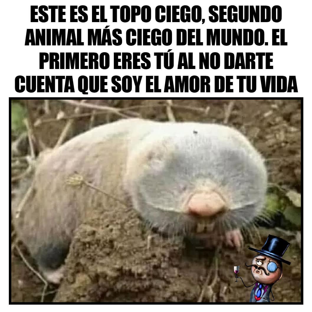 Este es el topo ciego, segundo animal más ciego del mundo. El primero eres tú al no darte cuenta que soy el amor de tu vida.