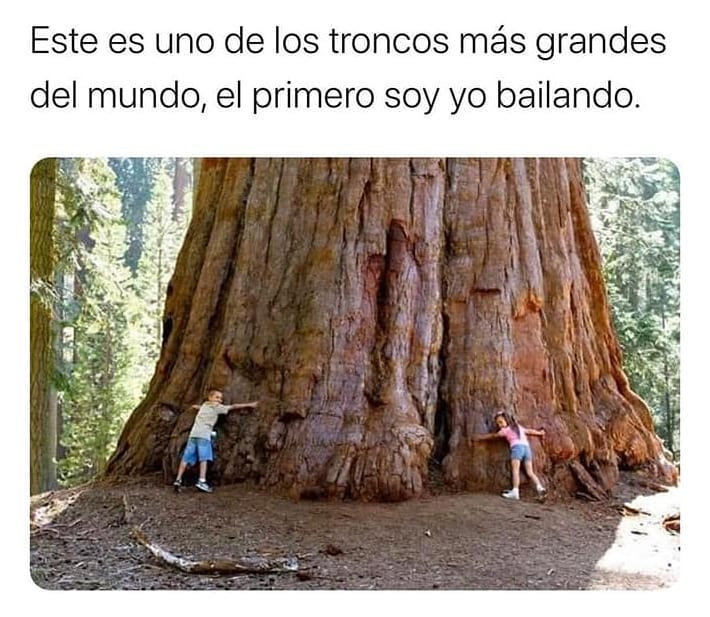 Este es uno de los troncos más grandes del mundo, el primero soy yo bailando.