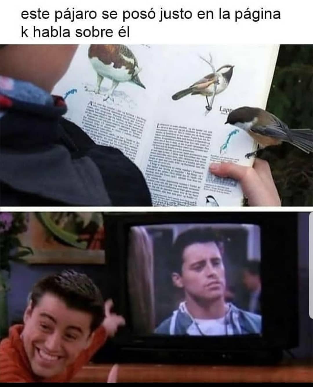 Este pájaro se posó justo en la página k habla sobre él.