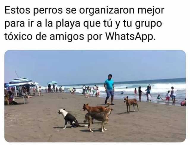 Estos perros se organizaron mejor para ir a la playa que tú y tu grupo tóxico de amigos por WhatsApp.