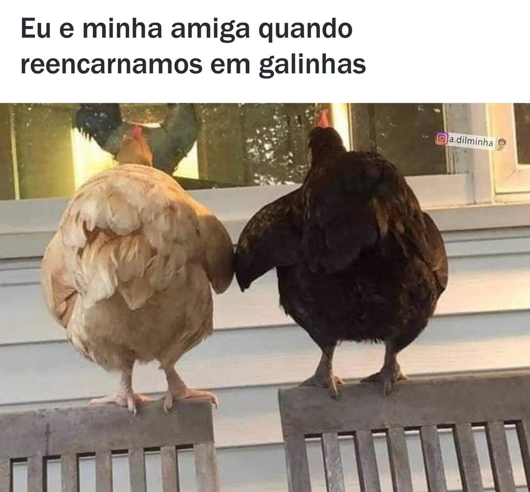 Eu e minha amiga quando reencarnamos em galinhas.