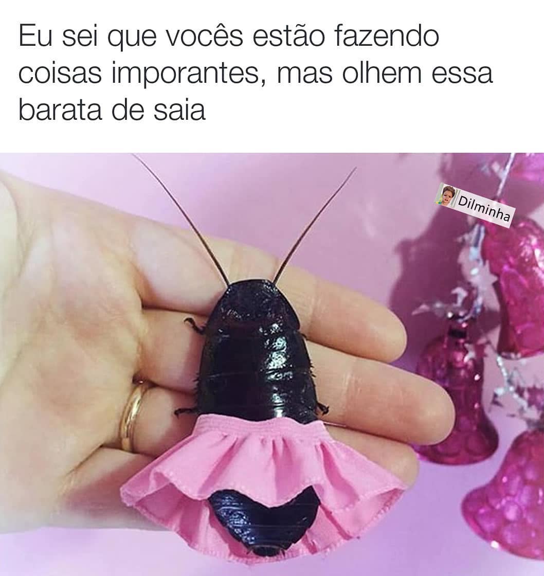 Eu sei que vocês estão fazendo coisas importantes, mas olhem essa barata de saia.