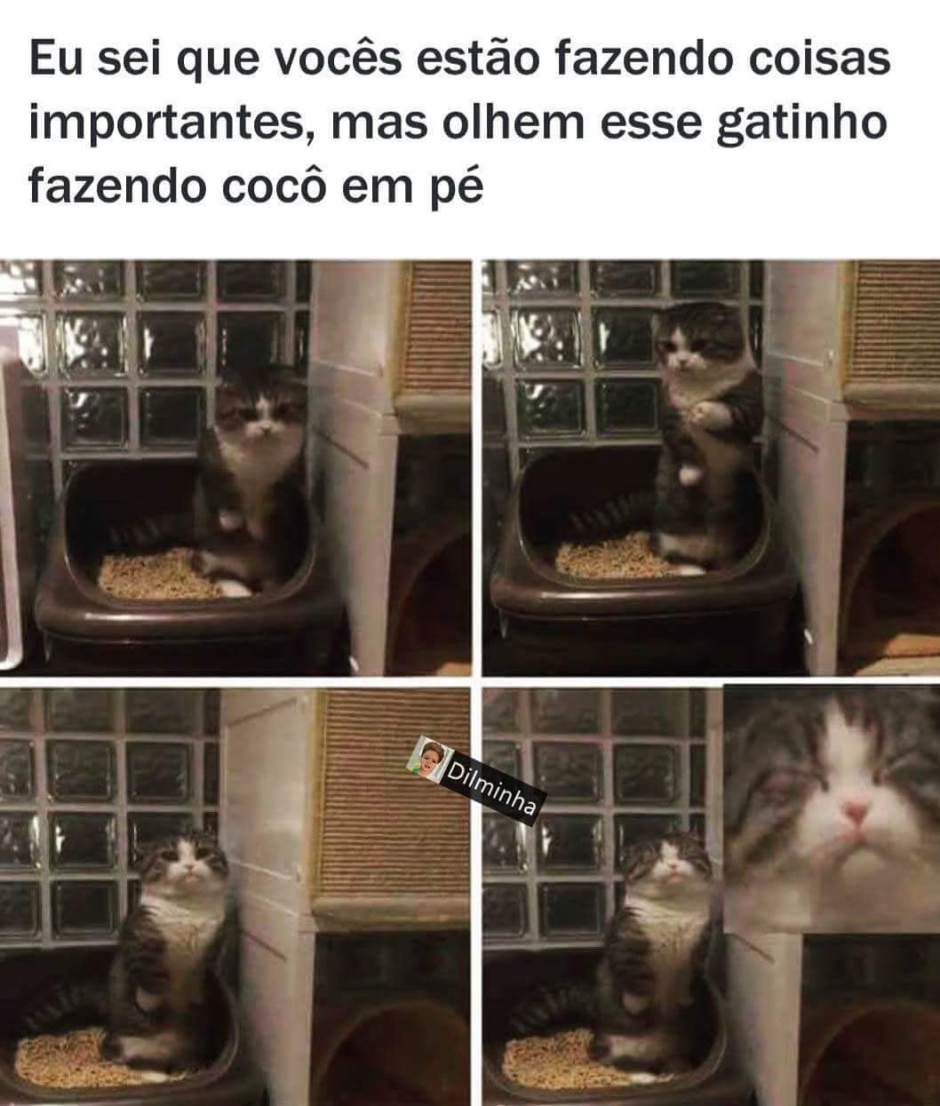 Eu Sei Que Vocês Estão Fazendo Coisas Importantes Mas Olhem Esse Gatinho Fazendo Cocô Em Pé 