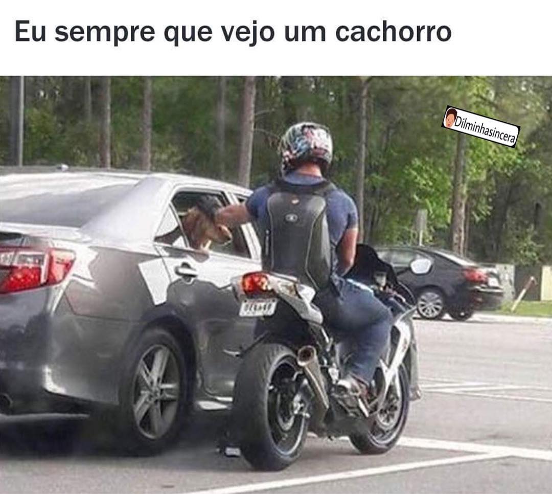 Eu Sempre Que Vejo Um Cachorro Memes