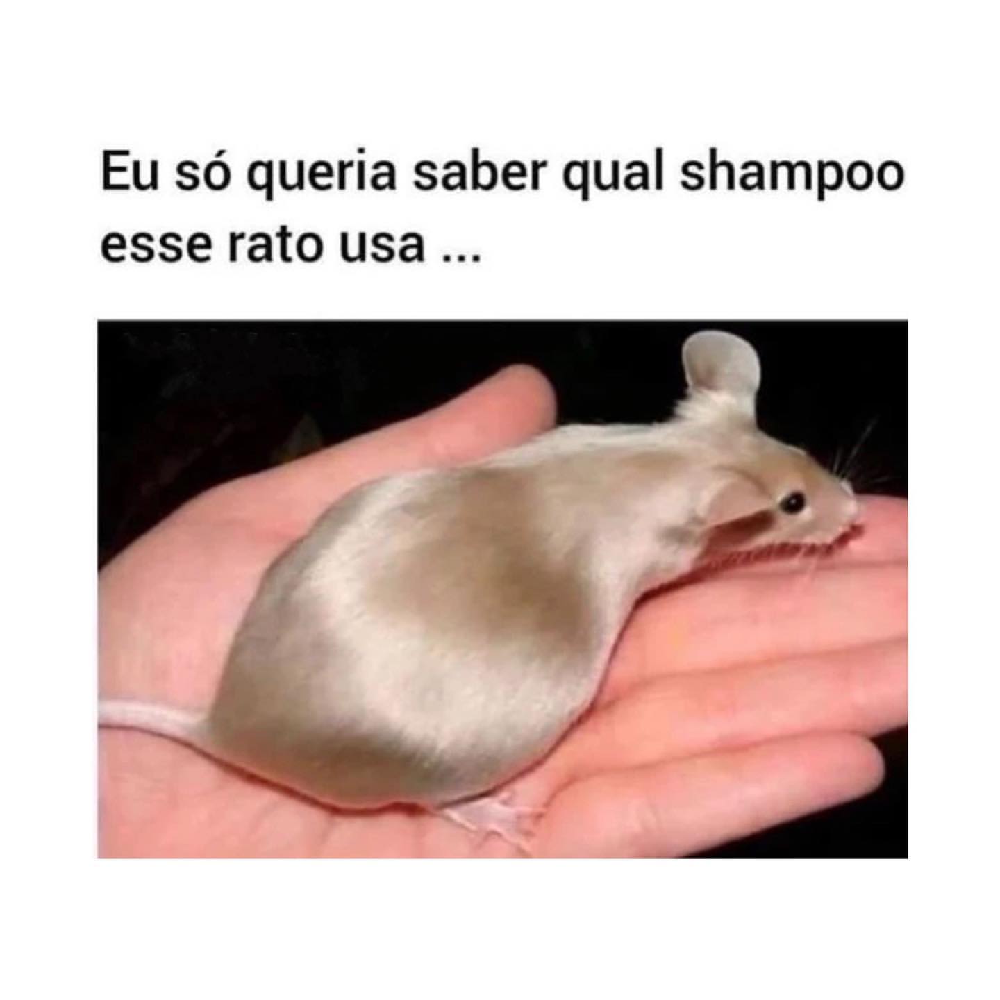 Eu só queria saber qual shampoo esse rato usa...