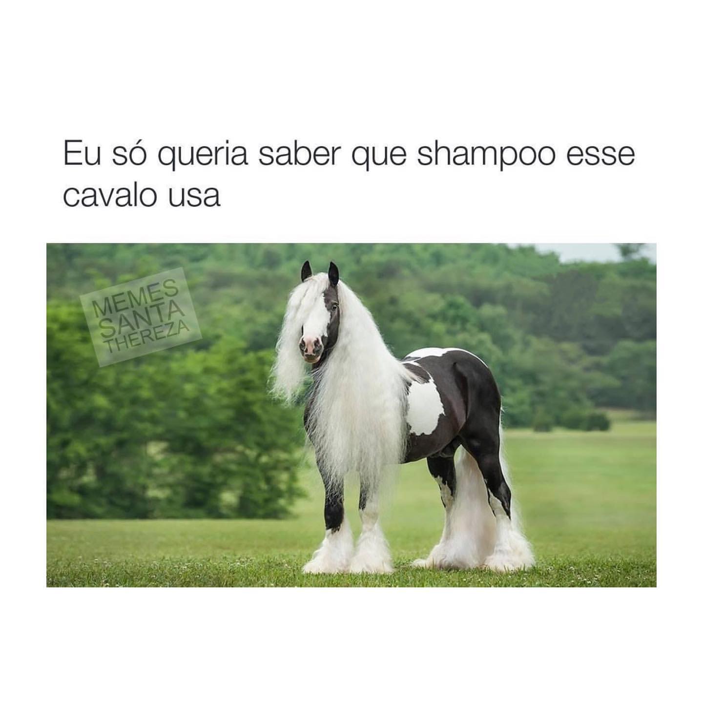 Eu só queria saber que shampoo esse cavalo usa.