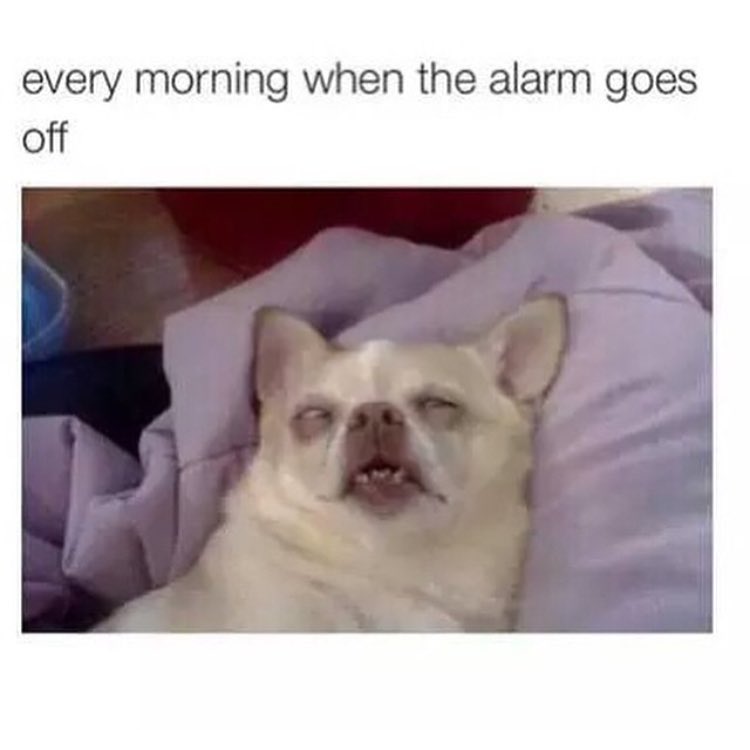 every-morning-when-the-alarm-goes-off-funny